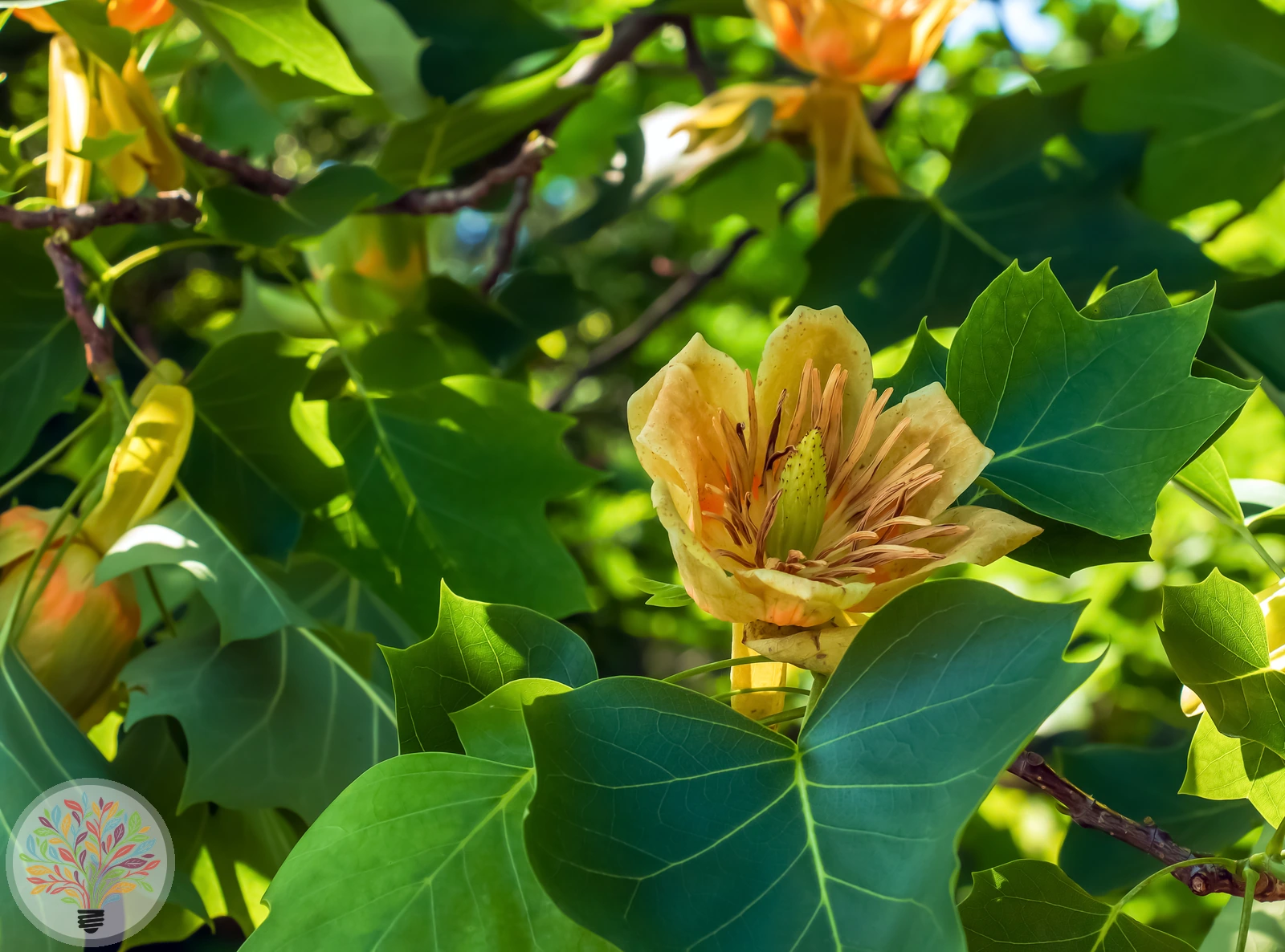 Liriodendron tulipifera – Afbeelding 2 van 4