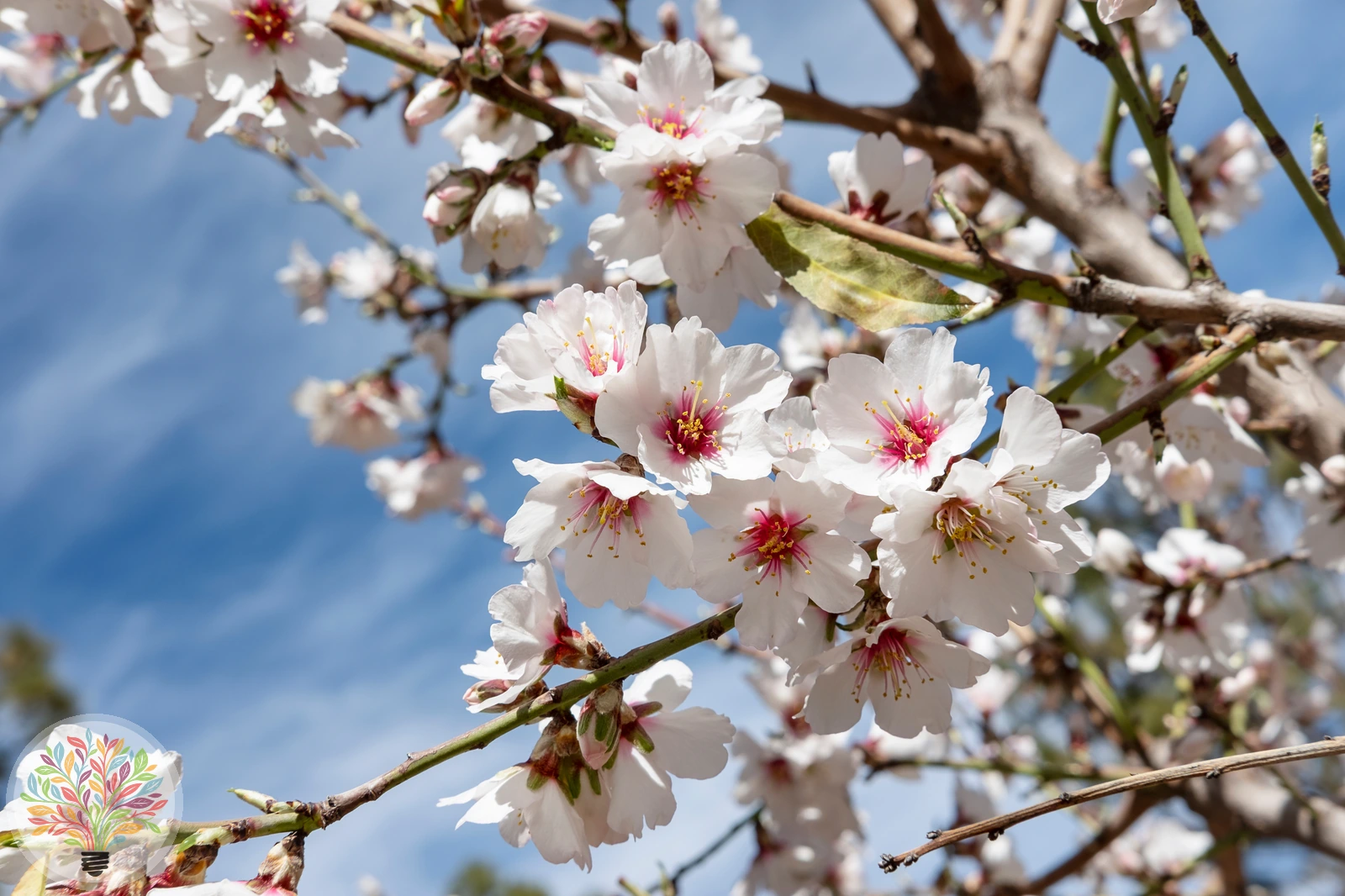Prunus amygdalus – Bild 2 von 6