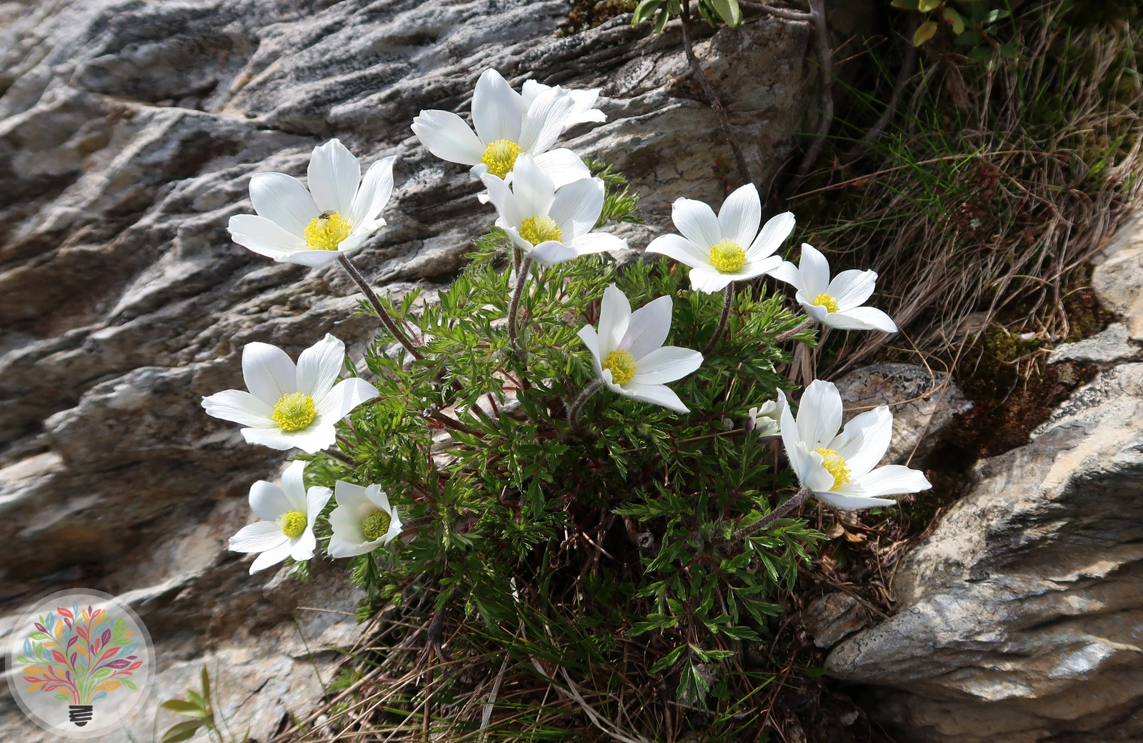 Alpen-Küchenschelle