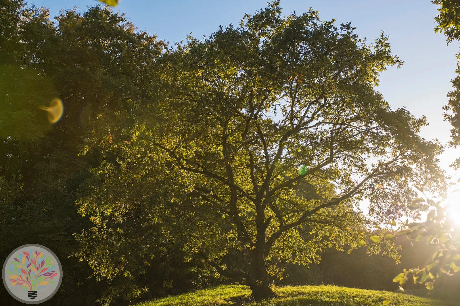 Trauben-Eiche – Bild 3 von 4