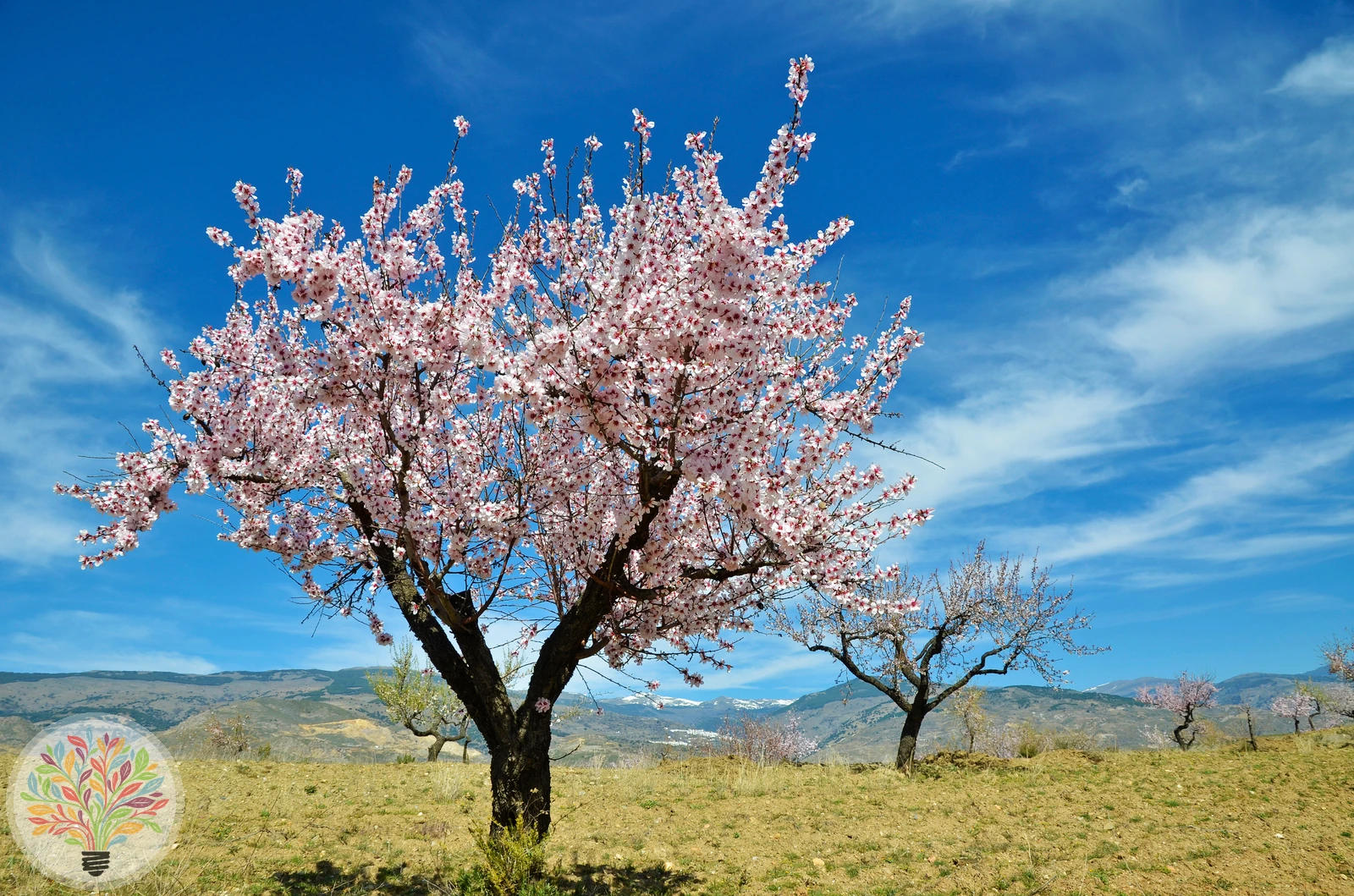 Prunus amygdalus – Bild 1 von 6