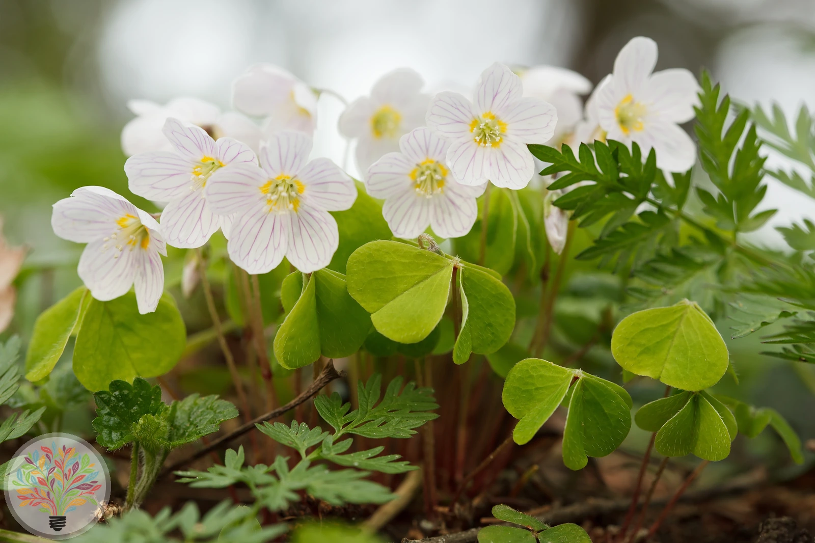 Wald-Sauerklee – Bild 2 von 2