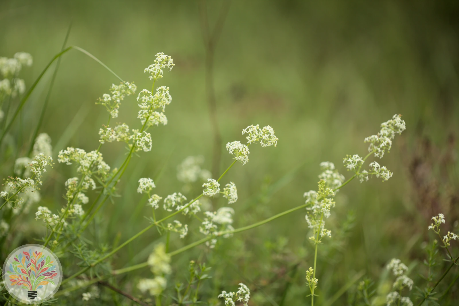 Harzer Labkraut – Bild 3 von 4