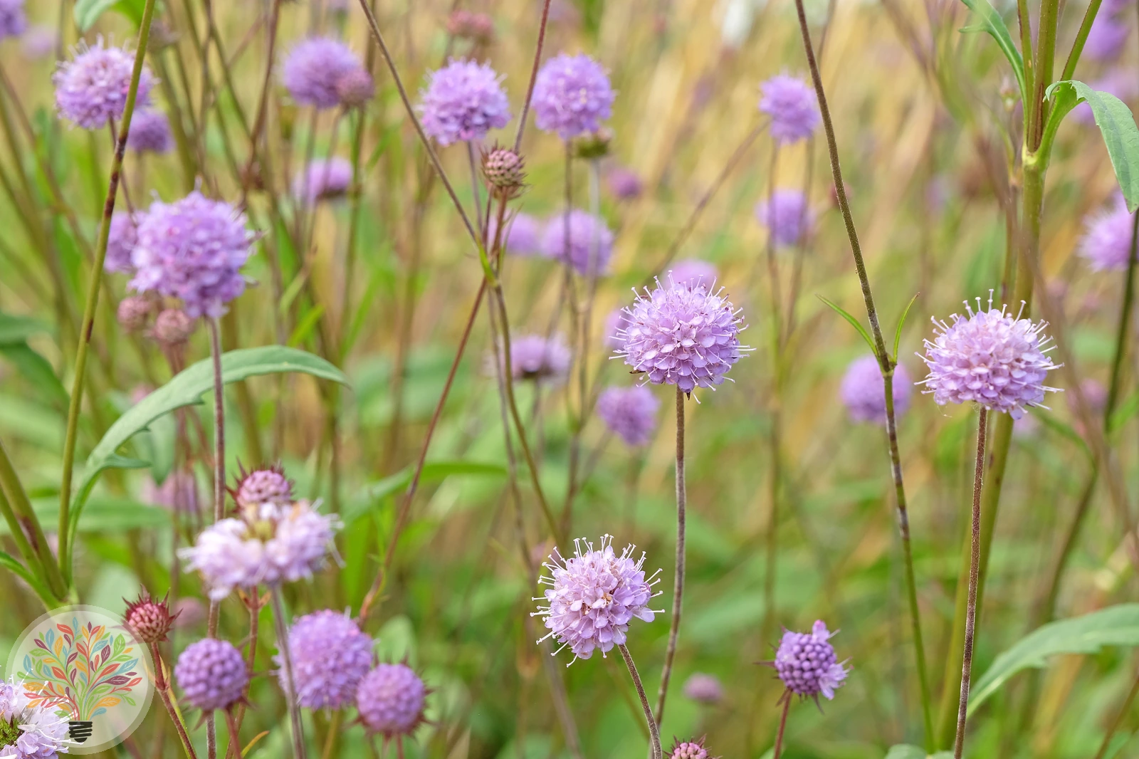 Gewöhnlicher Teufelsabbiss – Bild 2 von 3