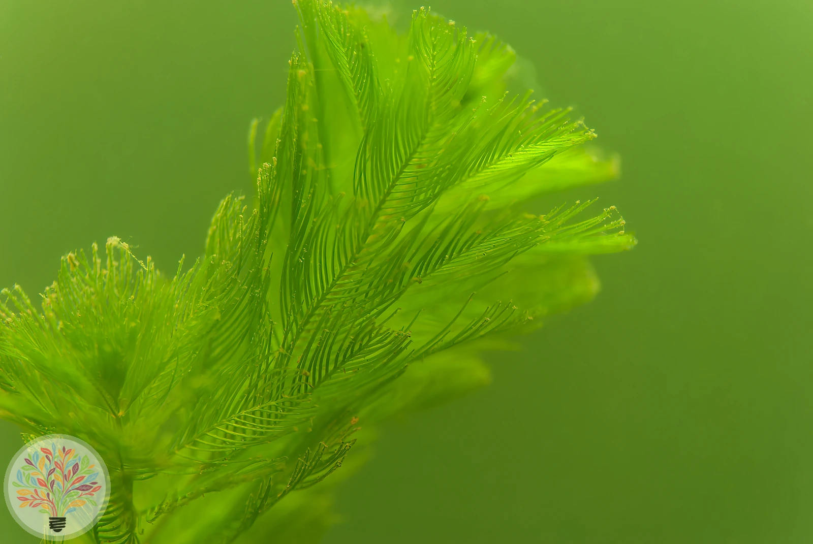 Hornblatt – Bild 2 von 2