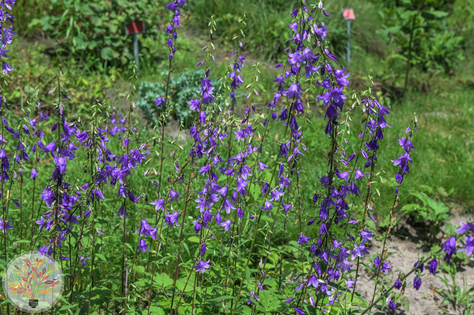 Acker-Glockenblume – Bild