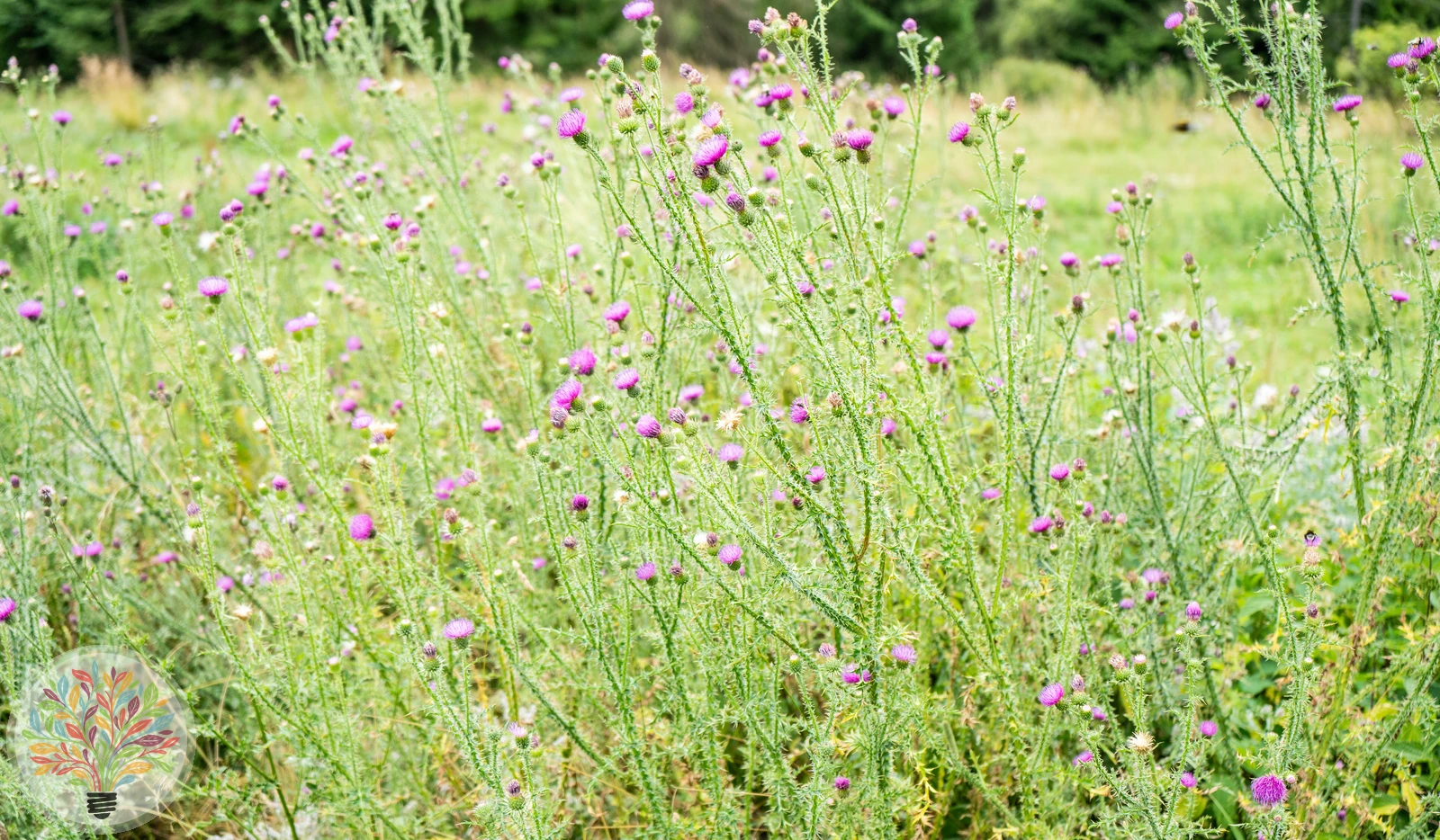 Lanzett-Kratzdistel – Bild 4 von 4