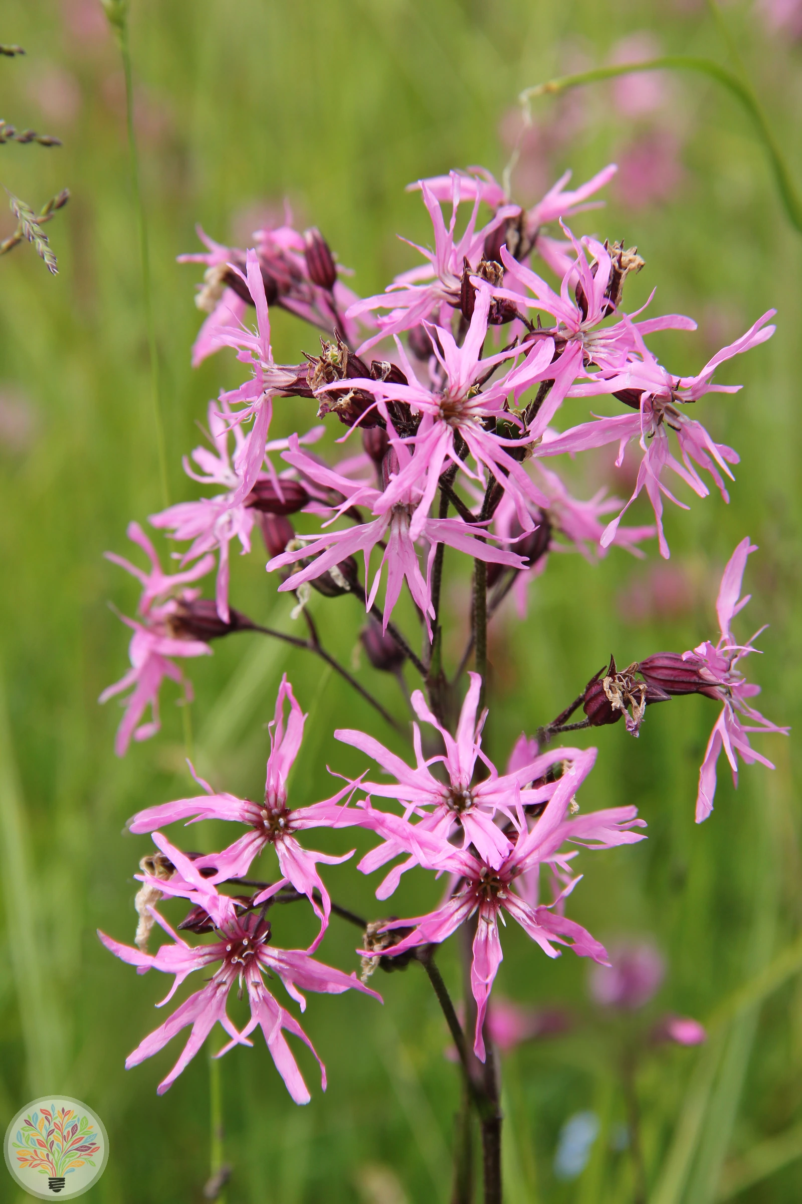 Kuckucks-Lichtnelke – Bild 2 von 3