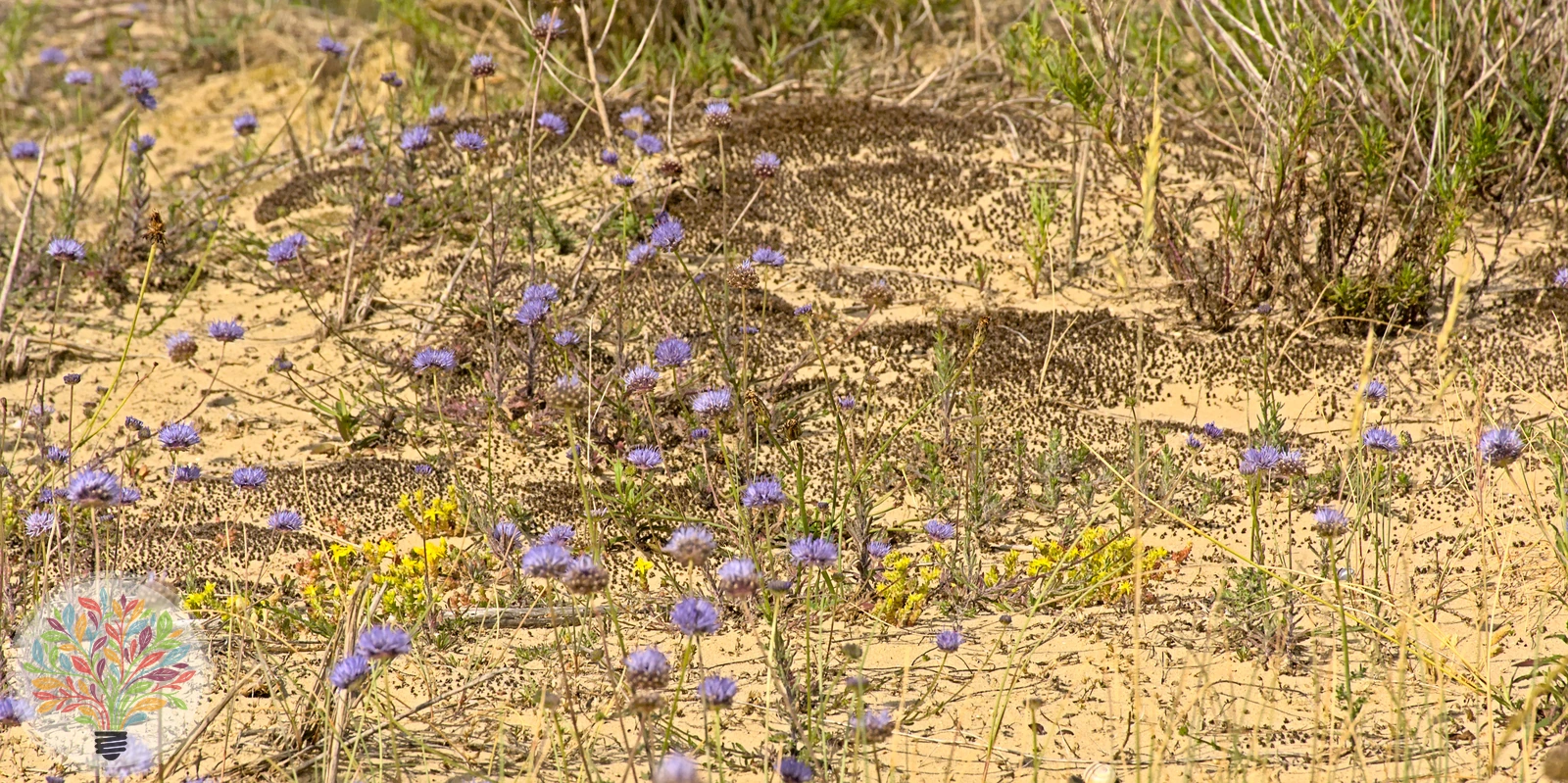Berg-Jasione – Bild 4 von 4