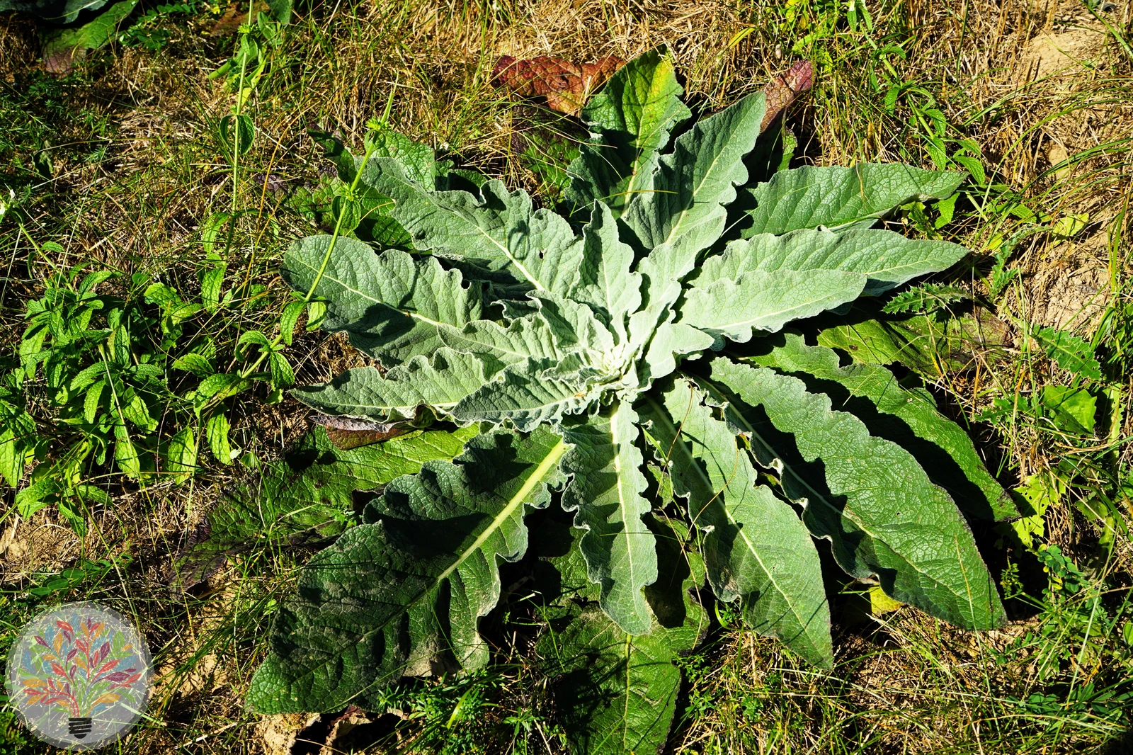 Kleinblütige Königskerze – Bild 4 von 5