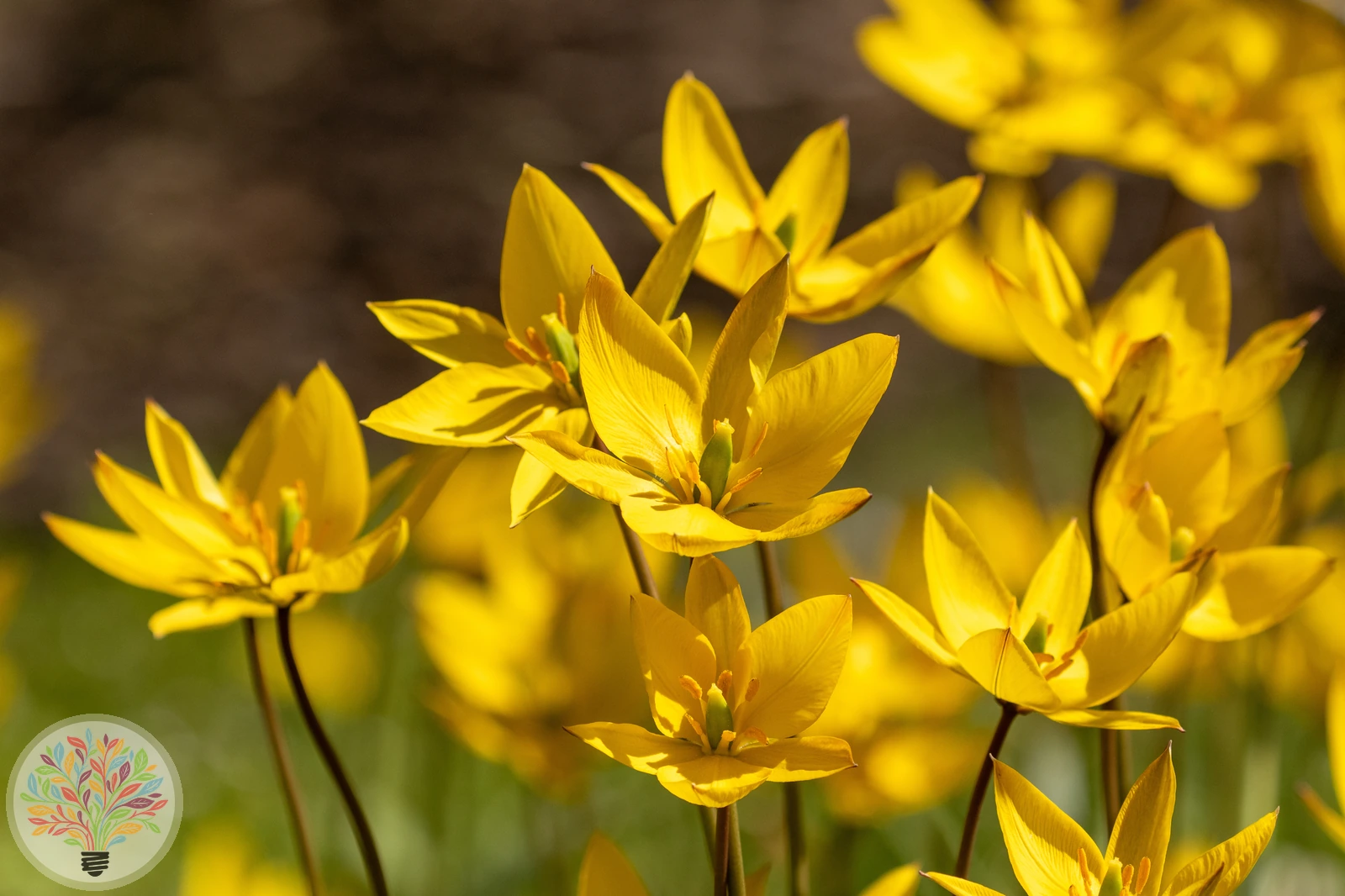 Wilde Tulpe – Bild 2 von 2