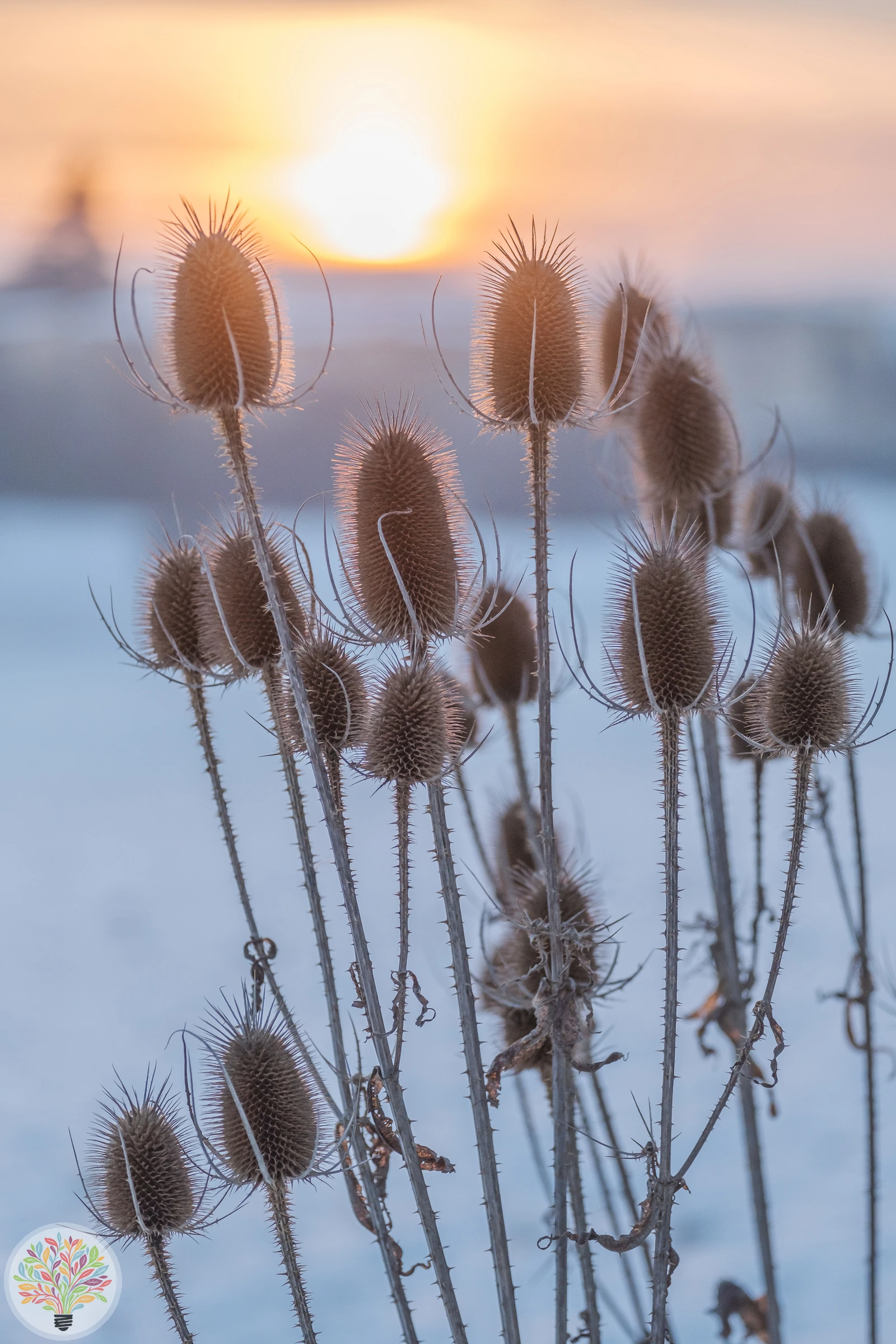 Dipsacus sativus – Afbeelding 3 van 4