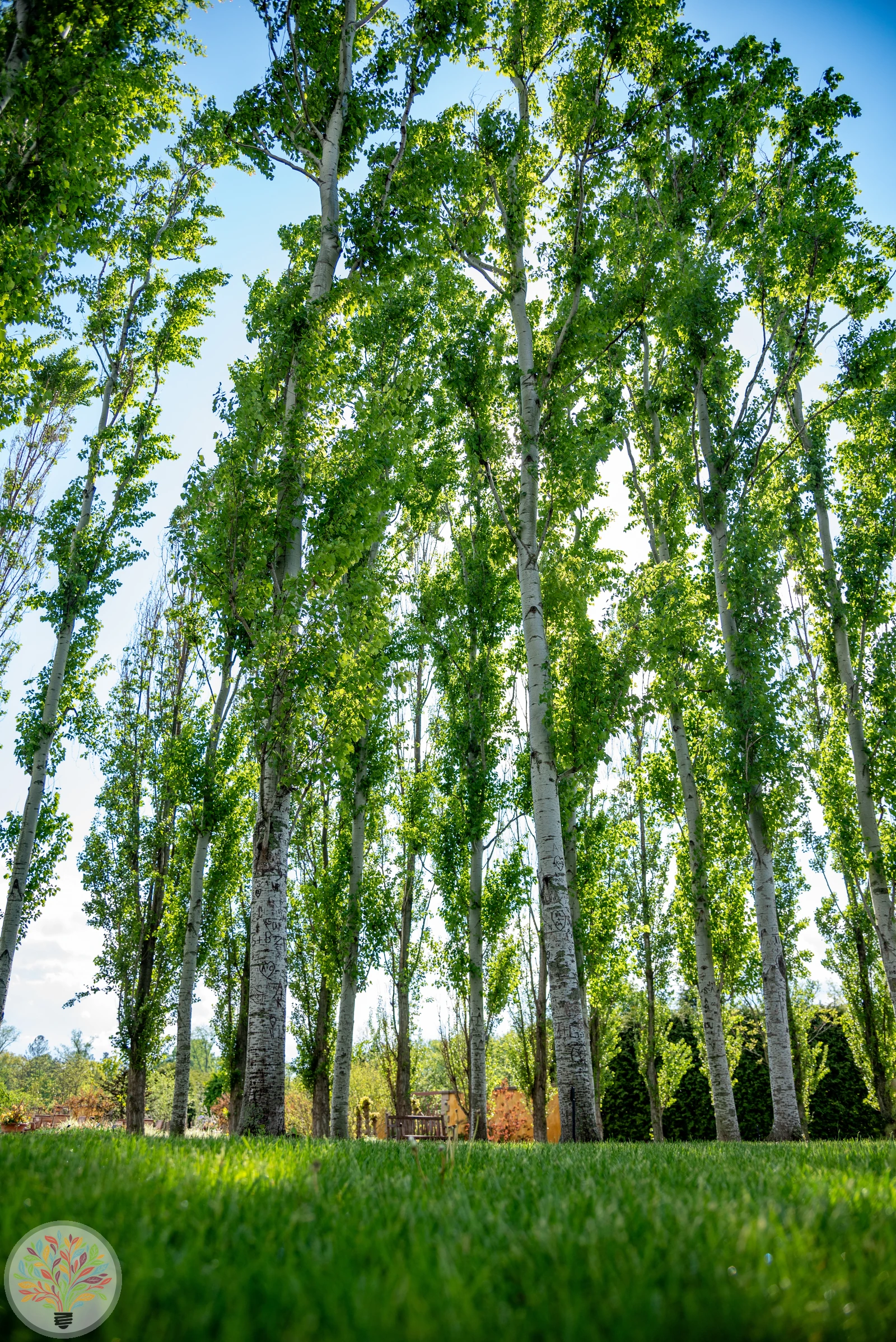 Populus canescens