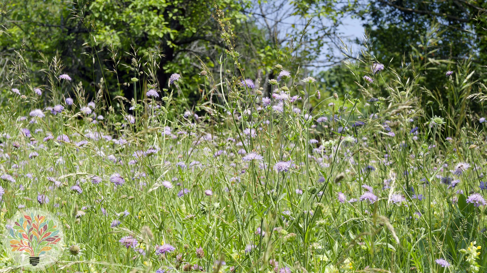 Wiesen-Witwenblume – Bild 2 von 2