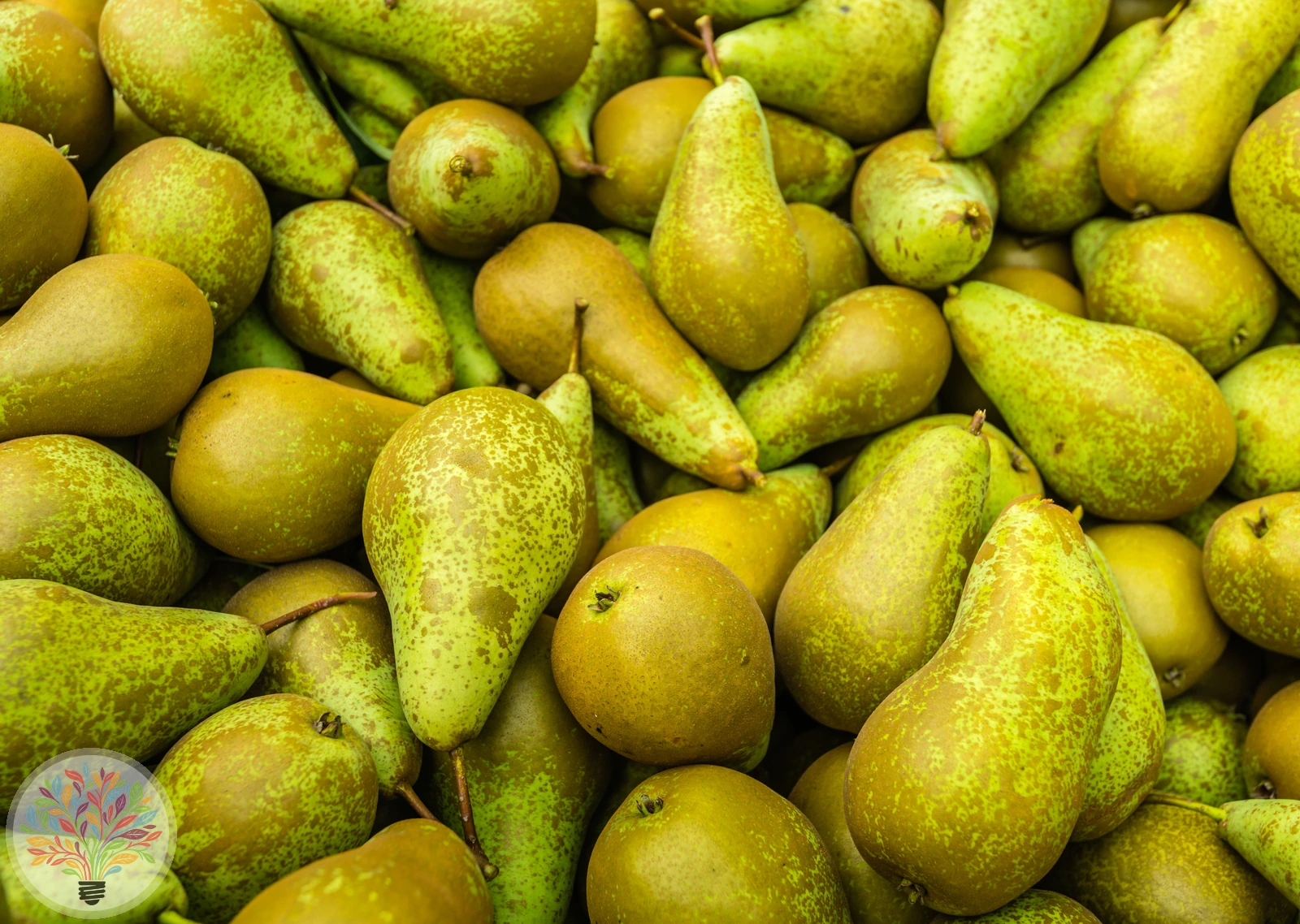 Pyrus communis – Afbeelding 18 van 18