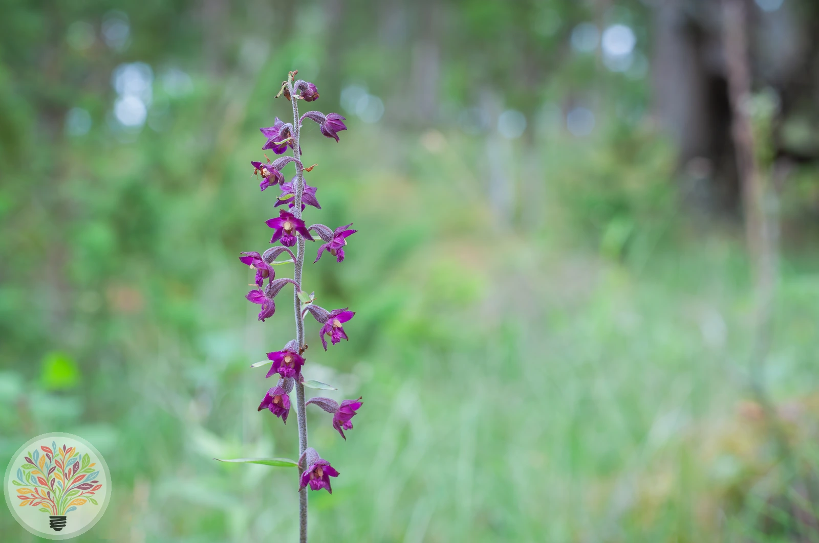 Bruinrode wespenorchis – Afbeelding 3 van 4