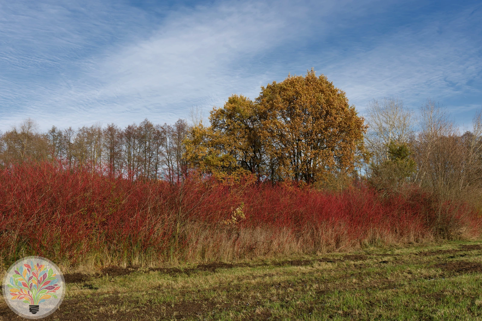 Cornus sanguinea – Bild 6 von 6