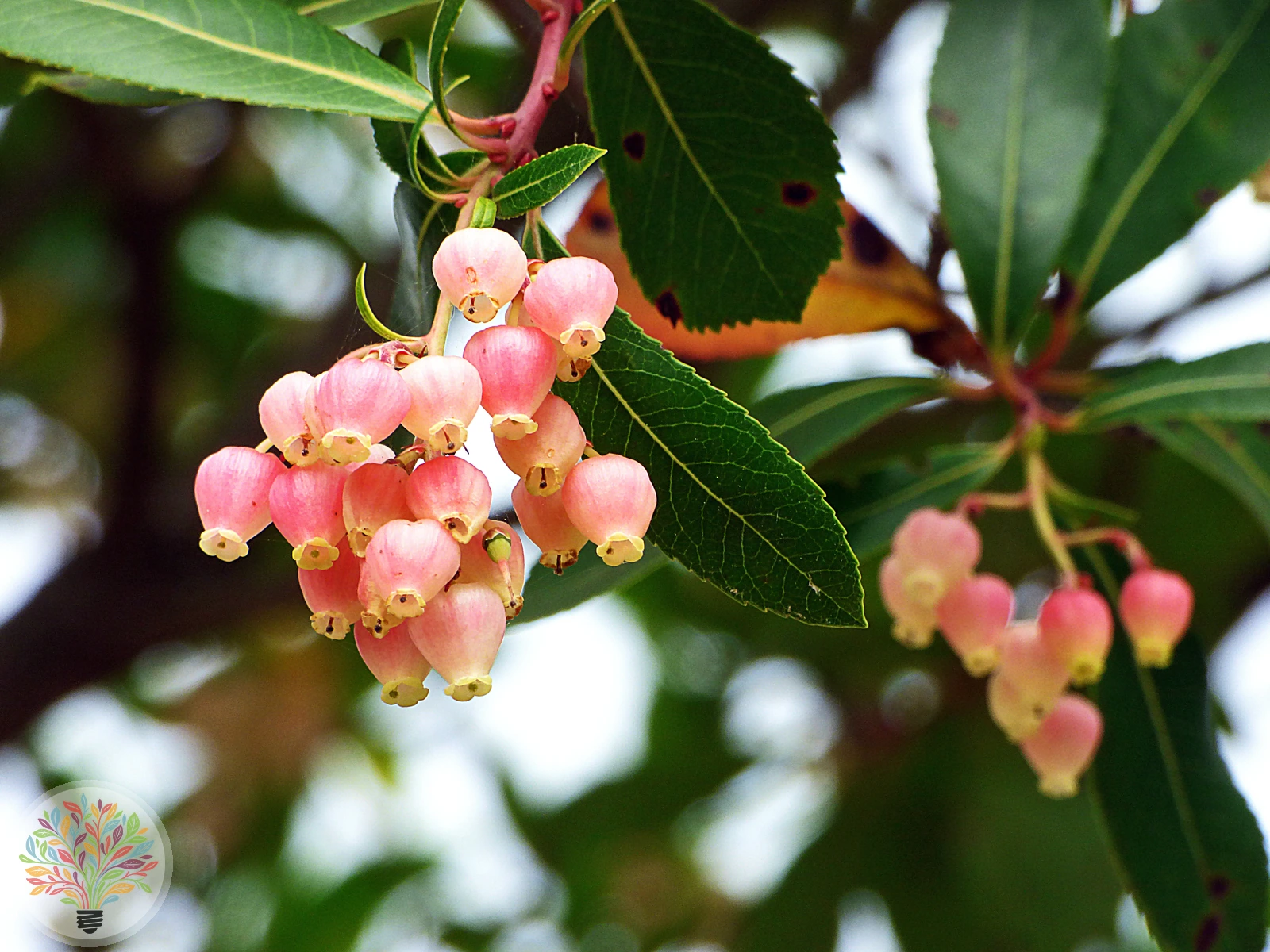 Arbutus unedo – Bild 4 von 5