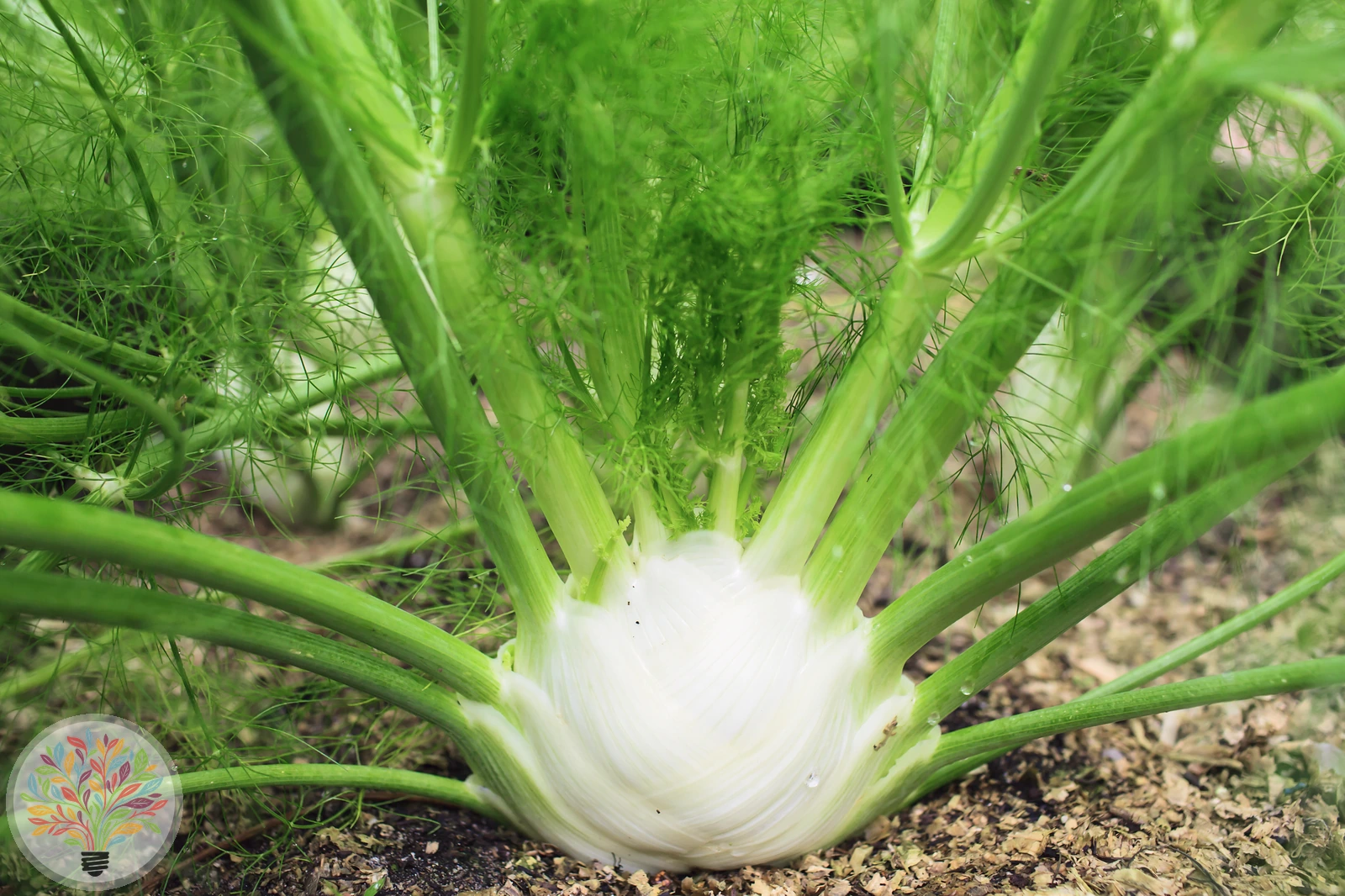 Echter Fenchel – Bild 1 von 4