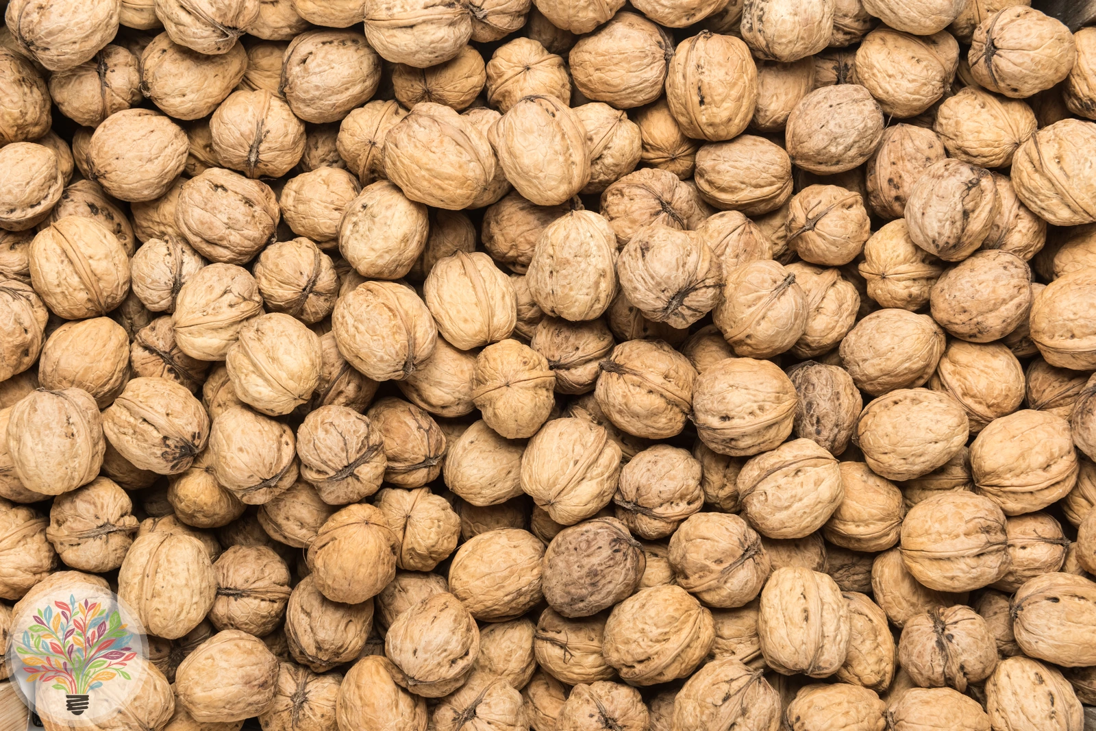 Juglans regia – Afbeelding 7 van 8