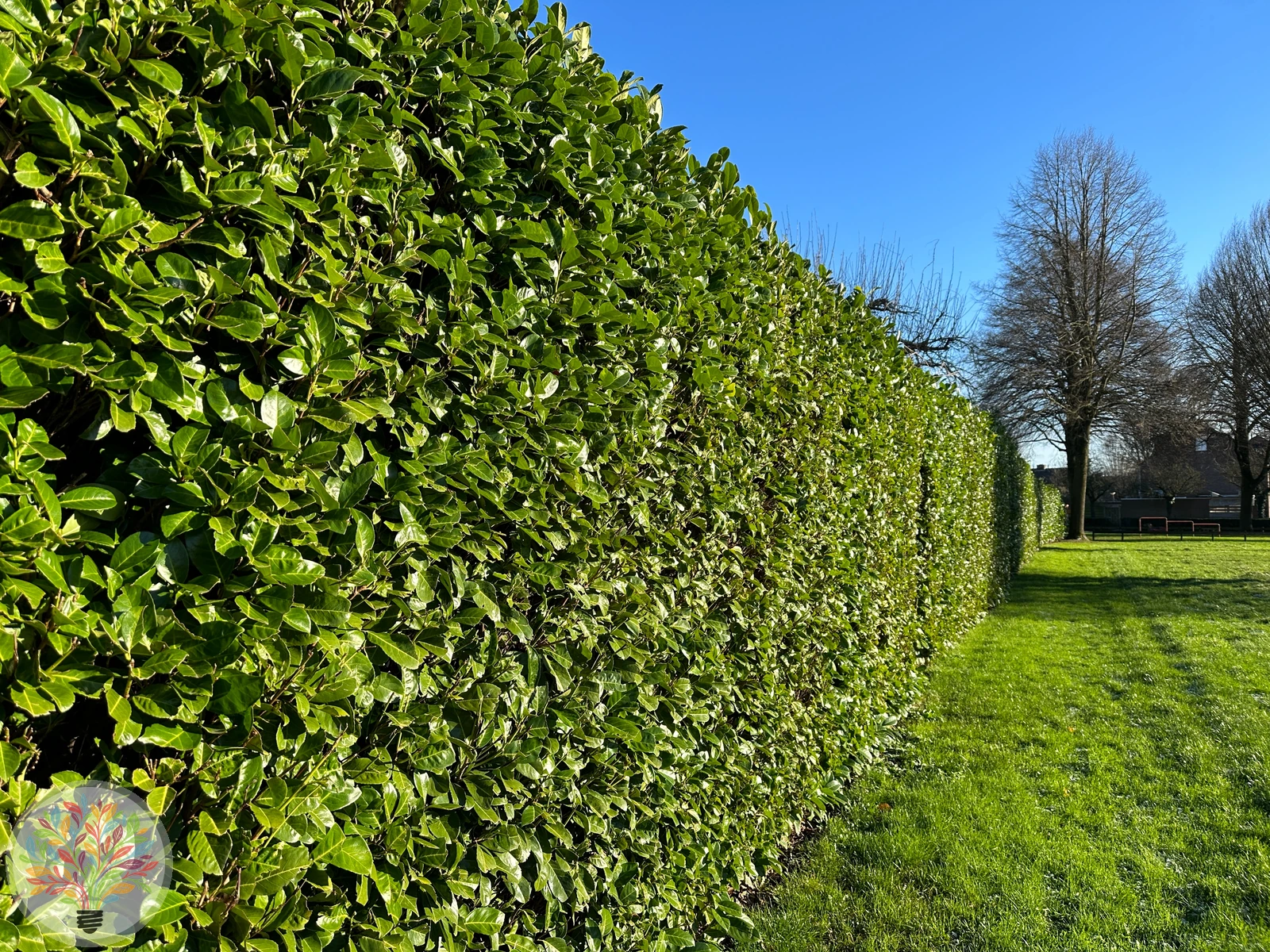 Prunus laurocerasus – Afbeelding 2 van 6