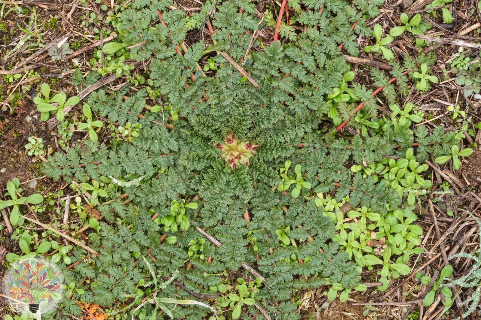 Gewöhnlicher Reiherschnabel – Bild 3 von 3