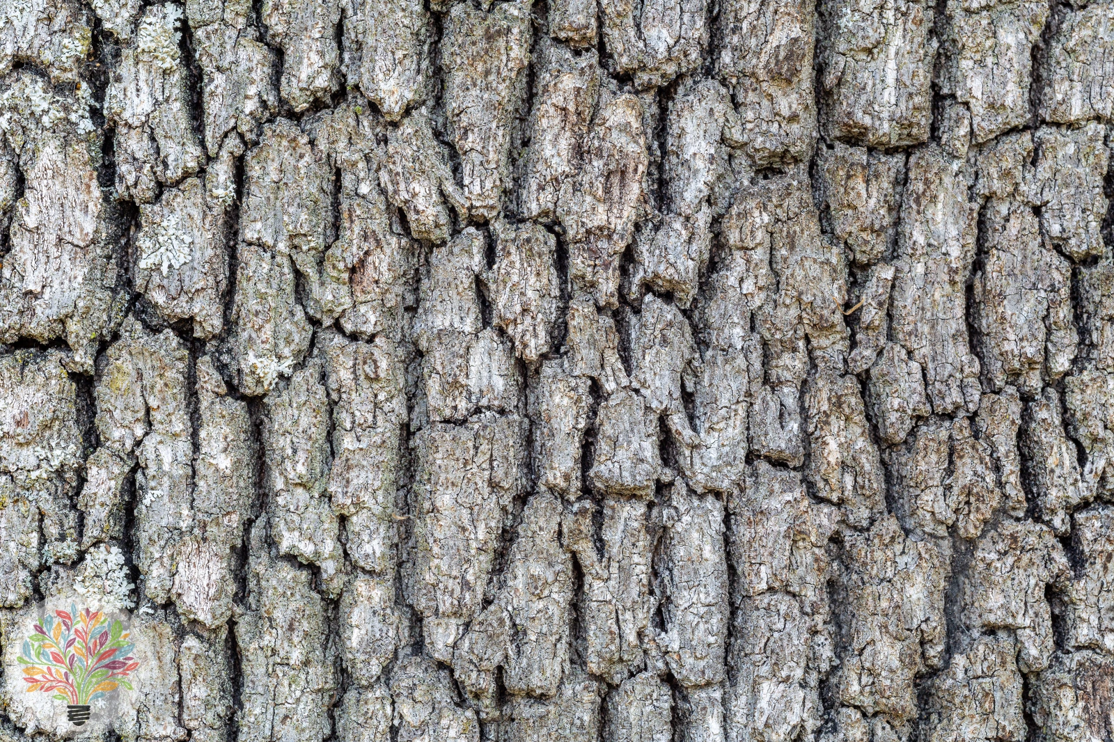 Steineiche – Bild 5 von 6