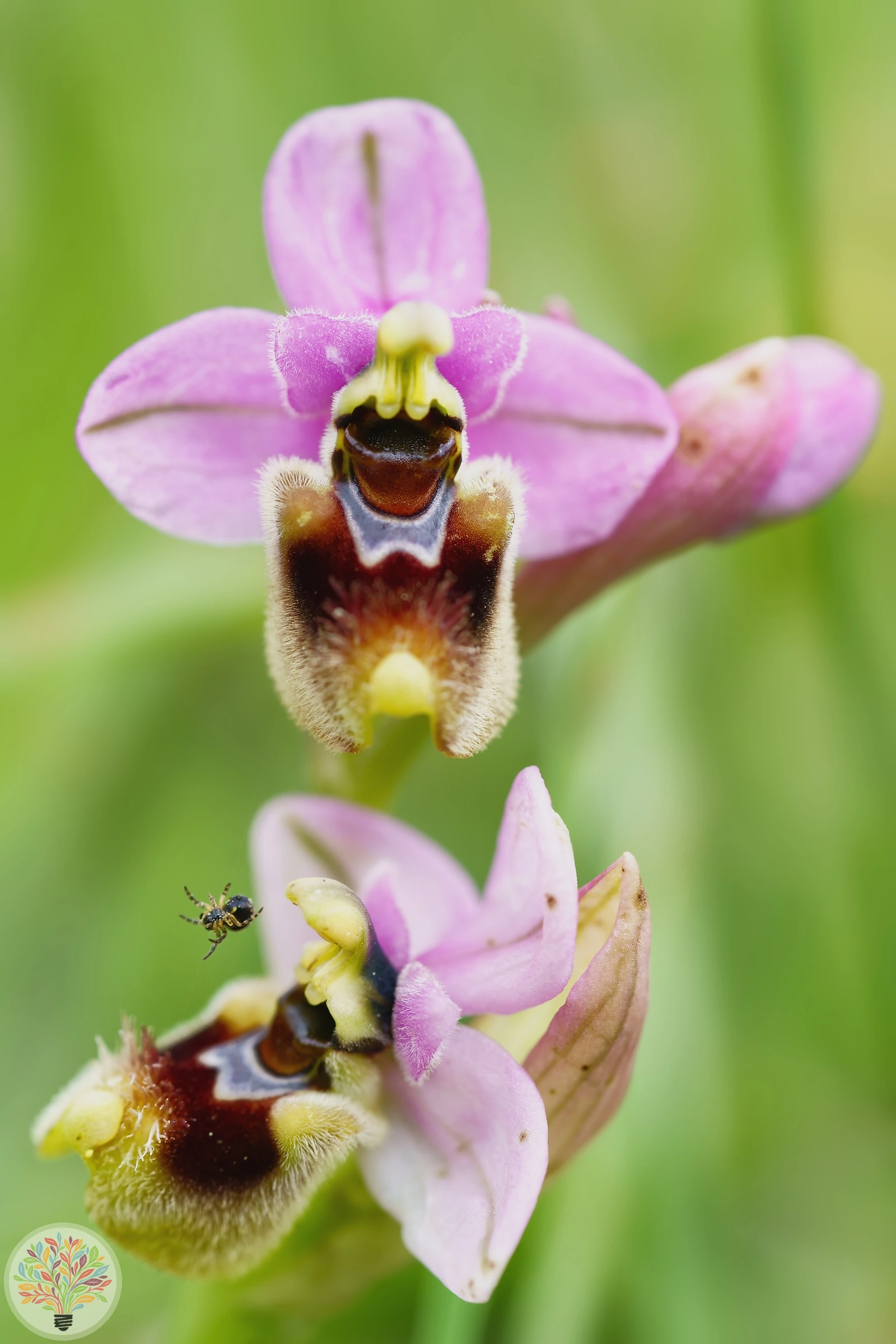 Hummel-Ragwurz – Bild 2 von 2