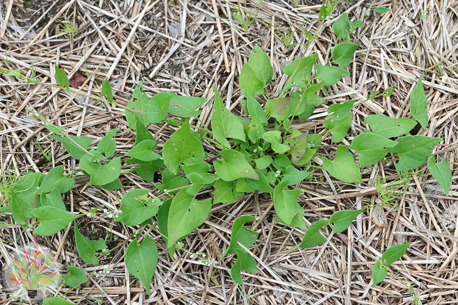 Acker-Flügelknöterich – Bild 2 von 2