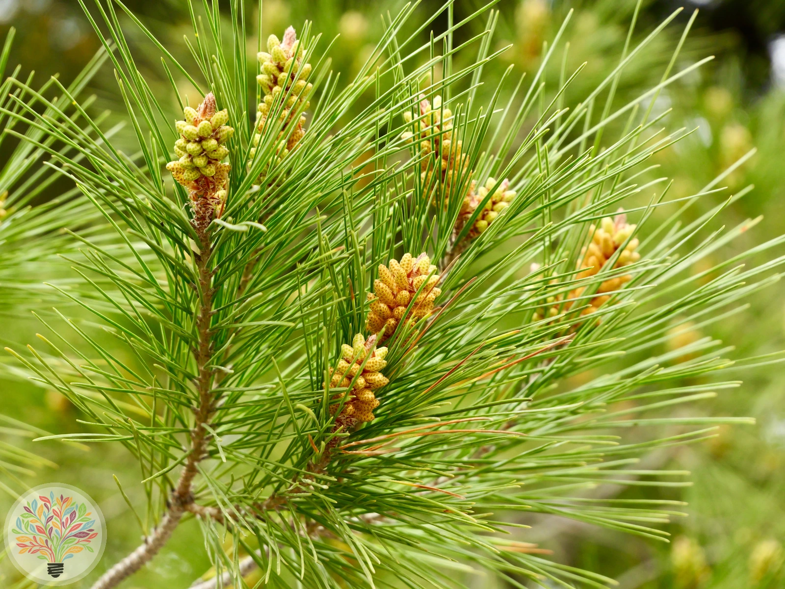 Pinus halepensis – Bild 2 von 4