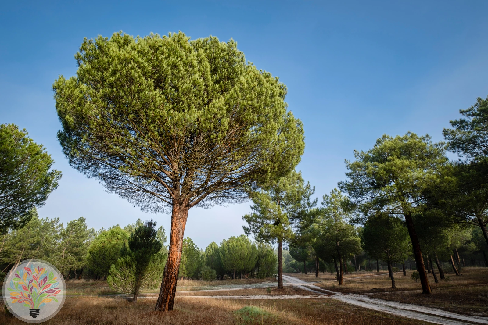 Pinus pinaster – Afbeelding 1 van 5