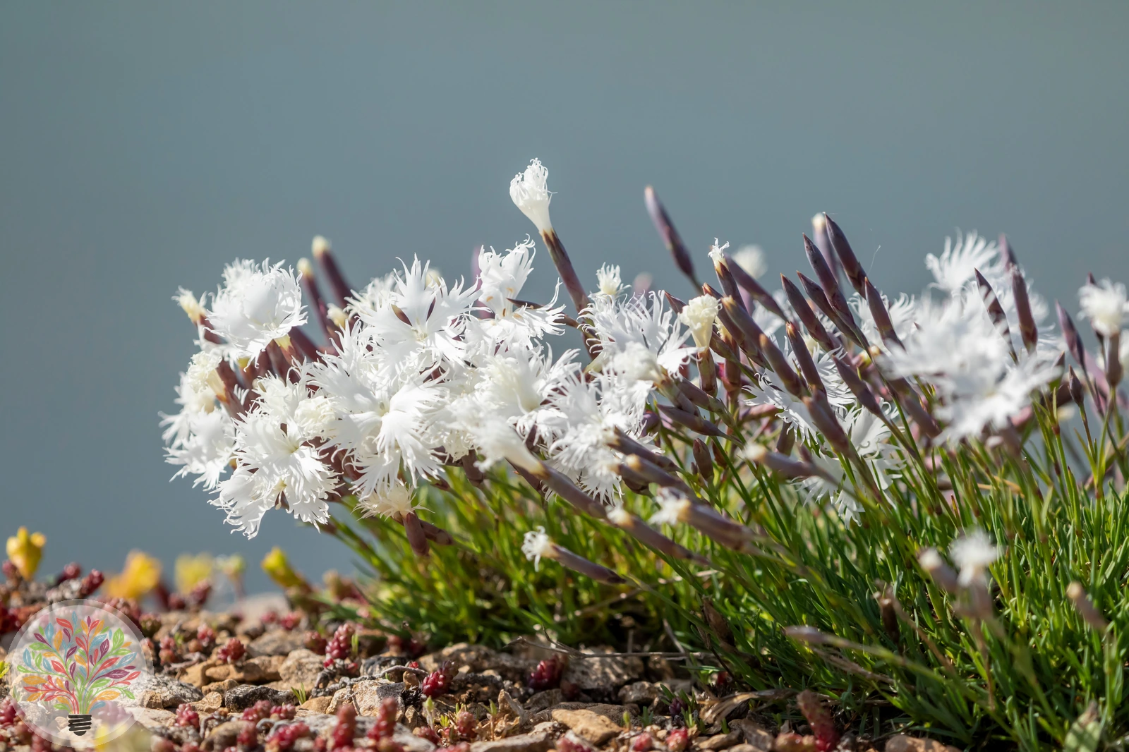 Sand-Nelke – Bild 2 von 2