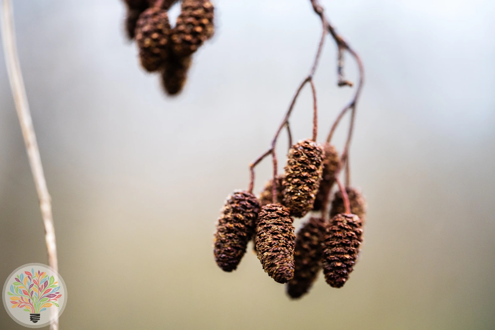 Alnus incana – Afbeelding 5 van 8