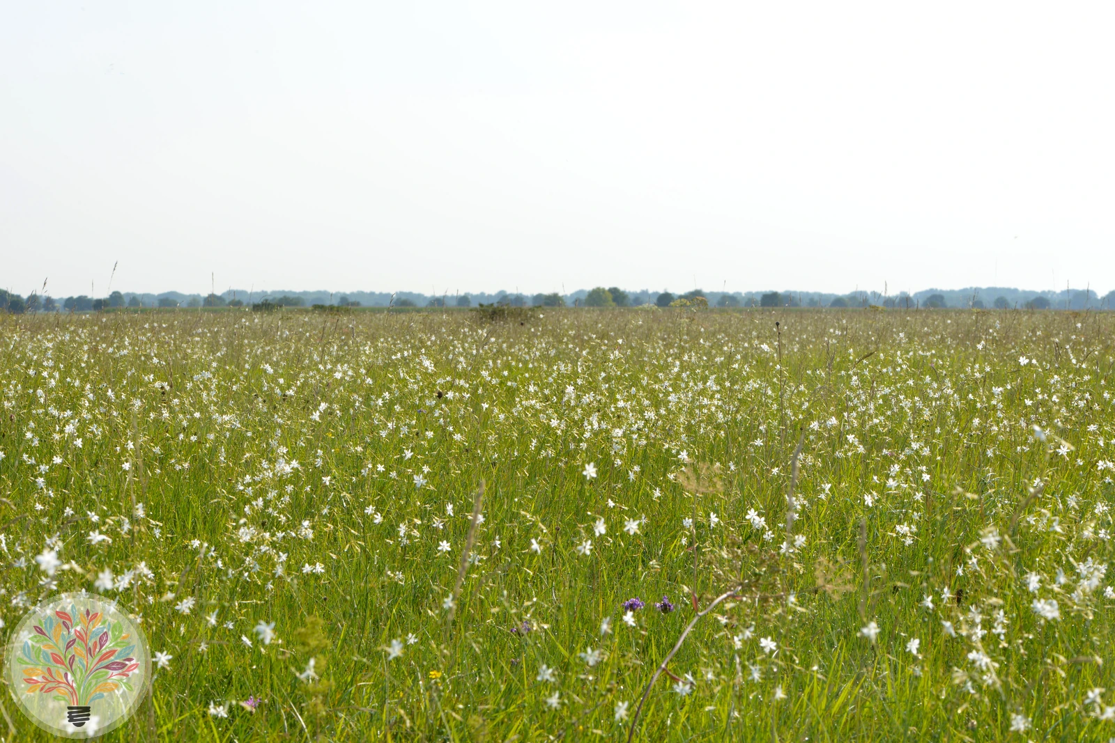 Ästige Graslilie – Bild 3 von 3