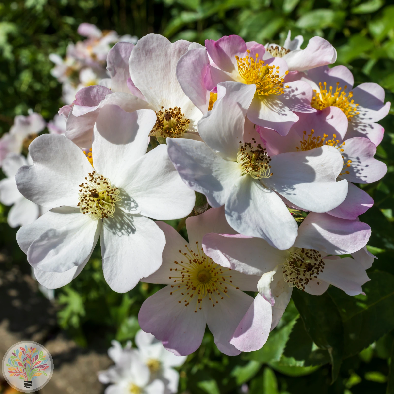 Moschus Rose – Bild 1