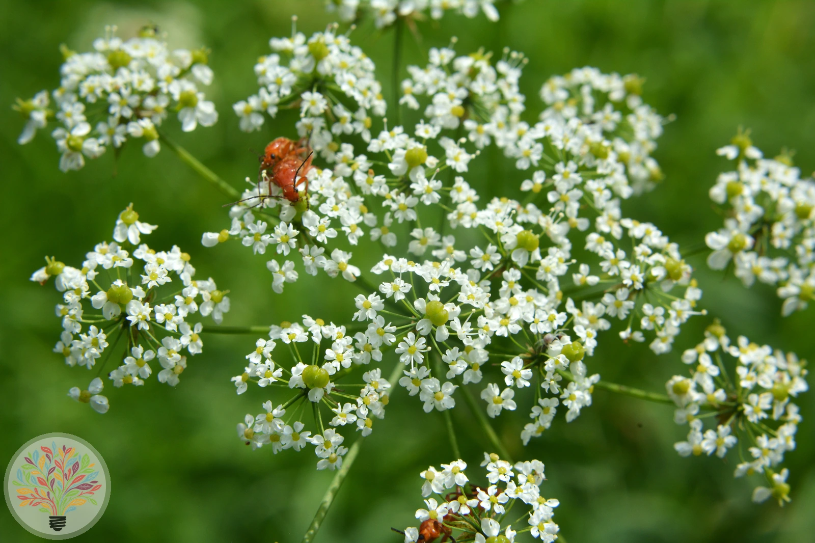 Aromatischer Kälberkropf – Bild 1 von 3