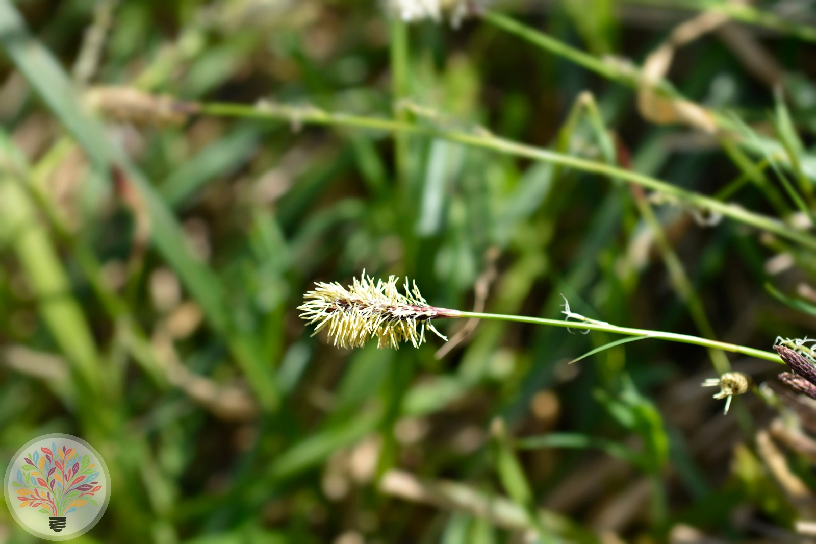 Wald-Segge – Bild 2 von 2