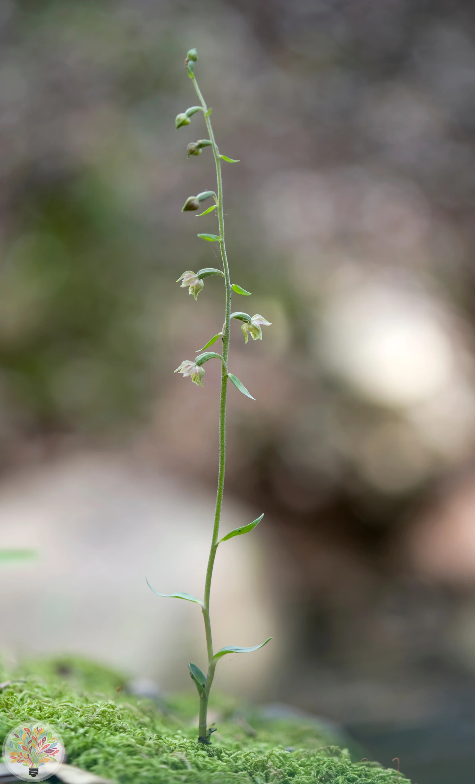 Epipactis microphylla – Afbeelding 4 van 4