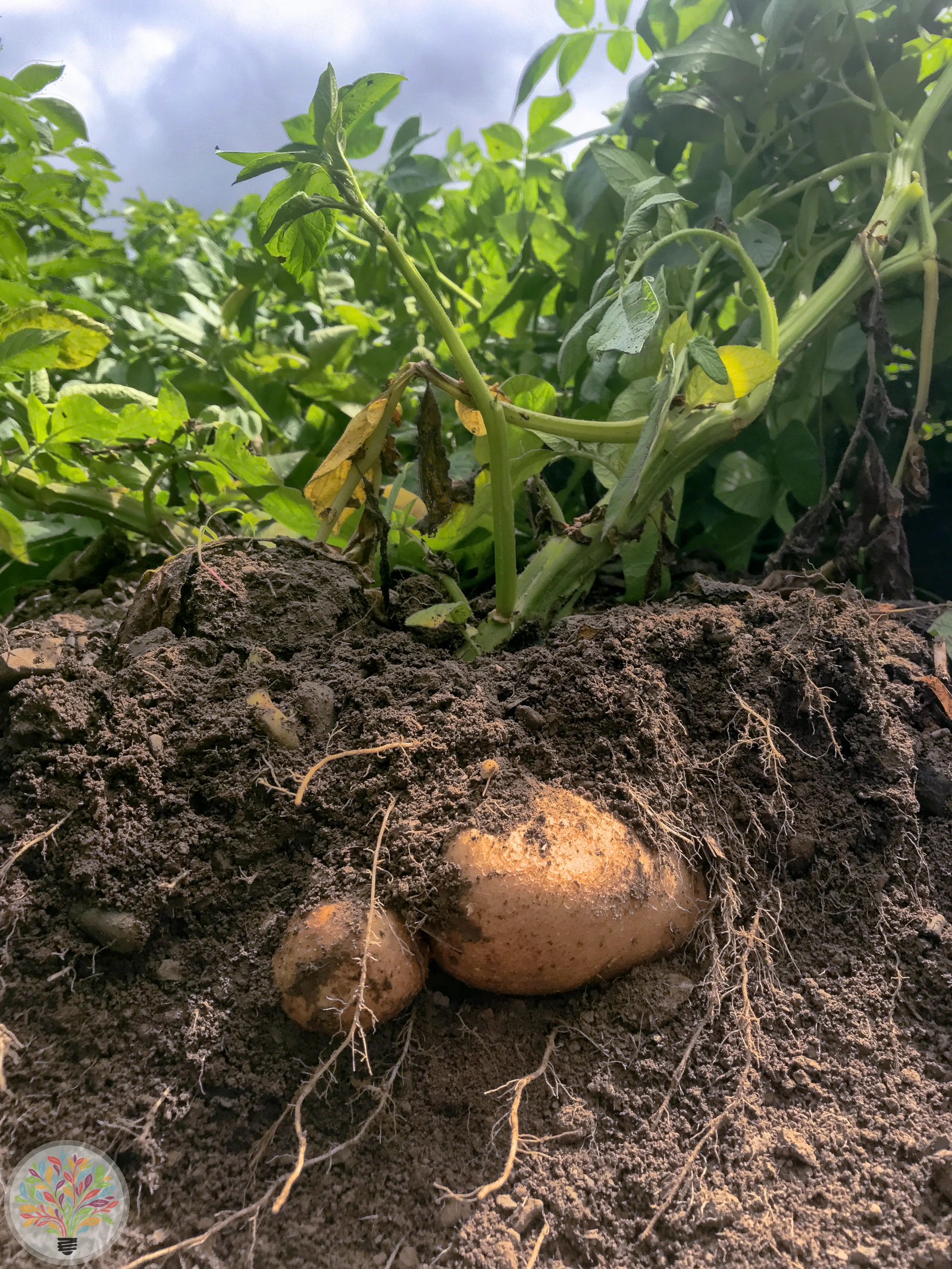 Solanum tuberosum – Afbeelding 7 van 10