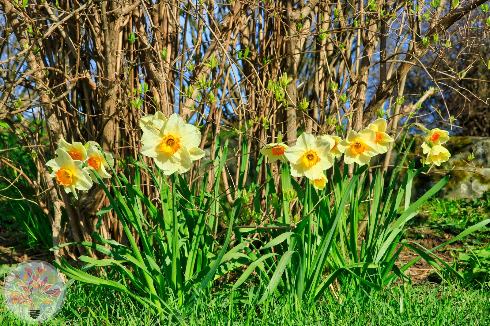 Narcissus incomparabilis