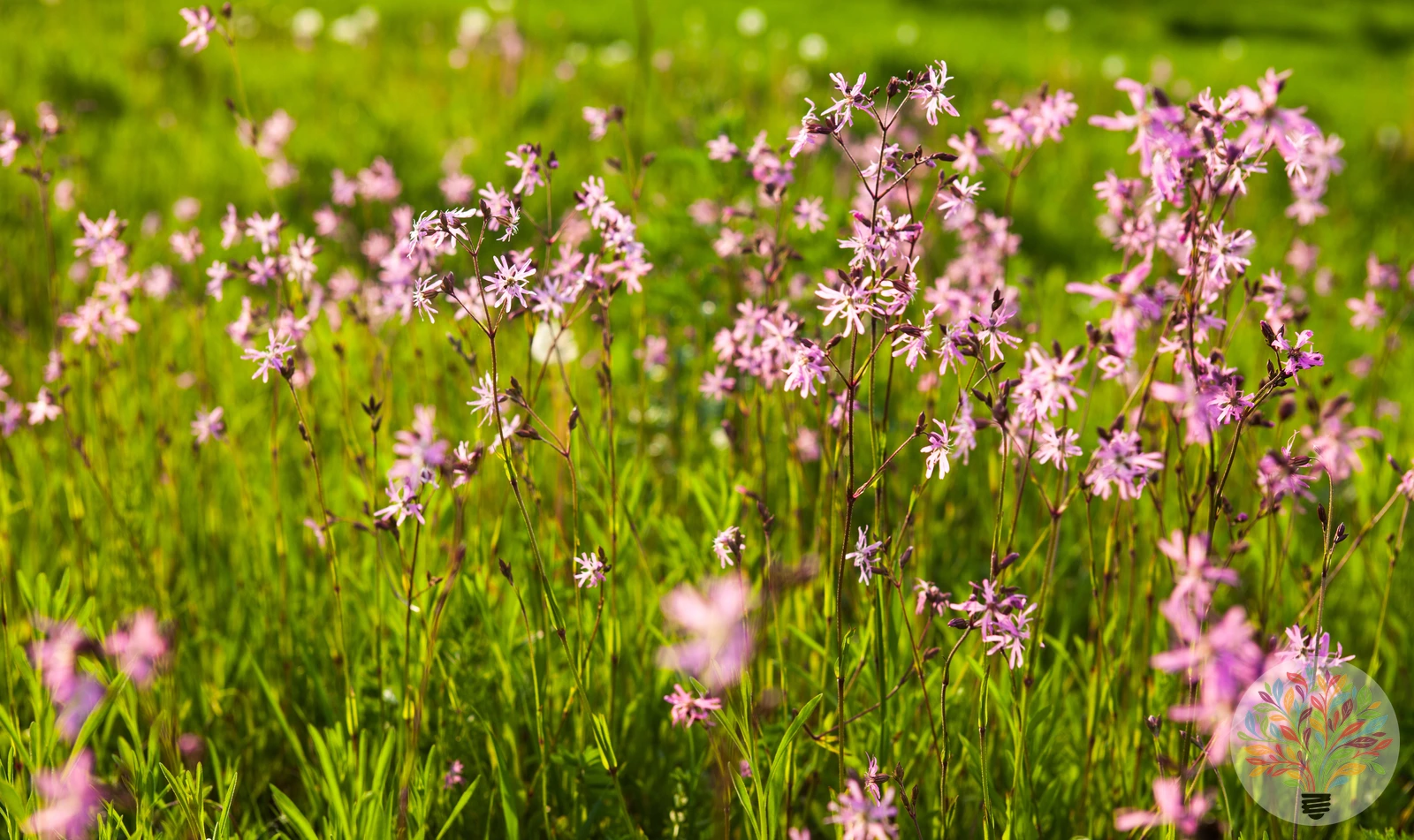 Kuckucks-Lichtnelke – Bild 3 von 3