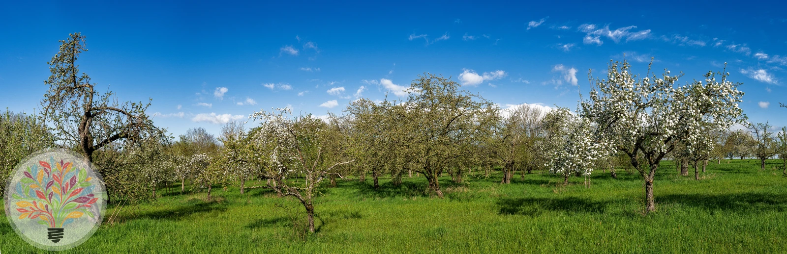 Malus domestica – Afbeelding 4 van 22