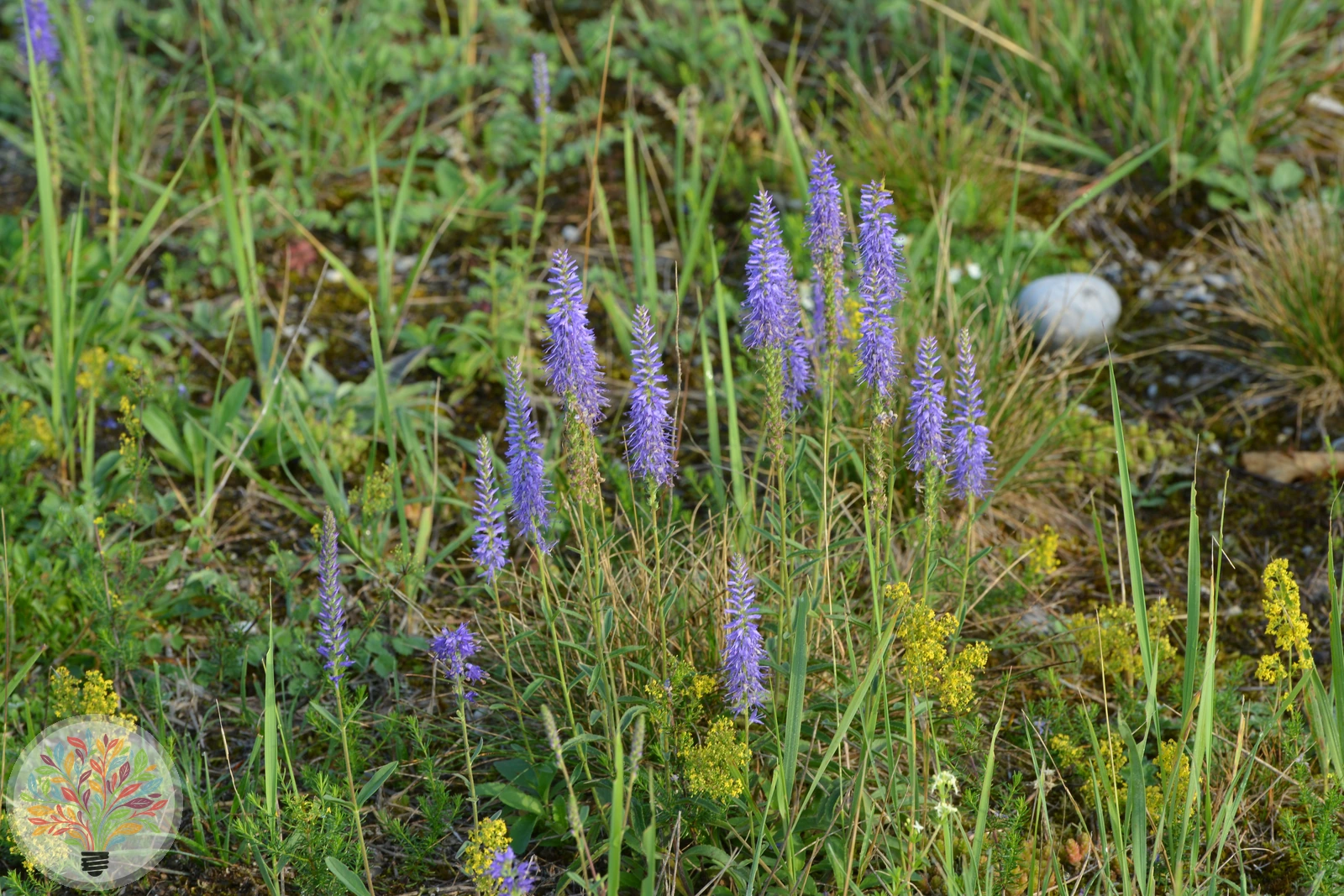 Ähren-Ehrenpreis – Bild