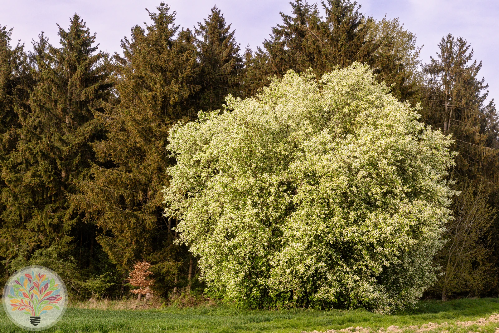 Gewone vogelkers – Afbeelding 1 van 4