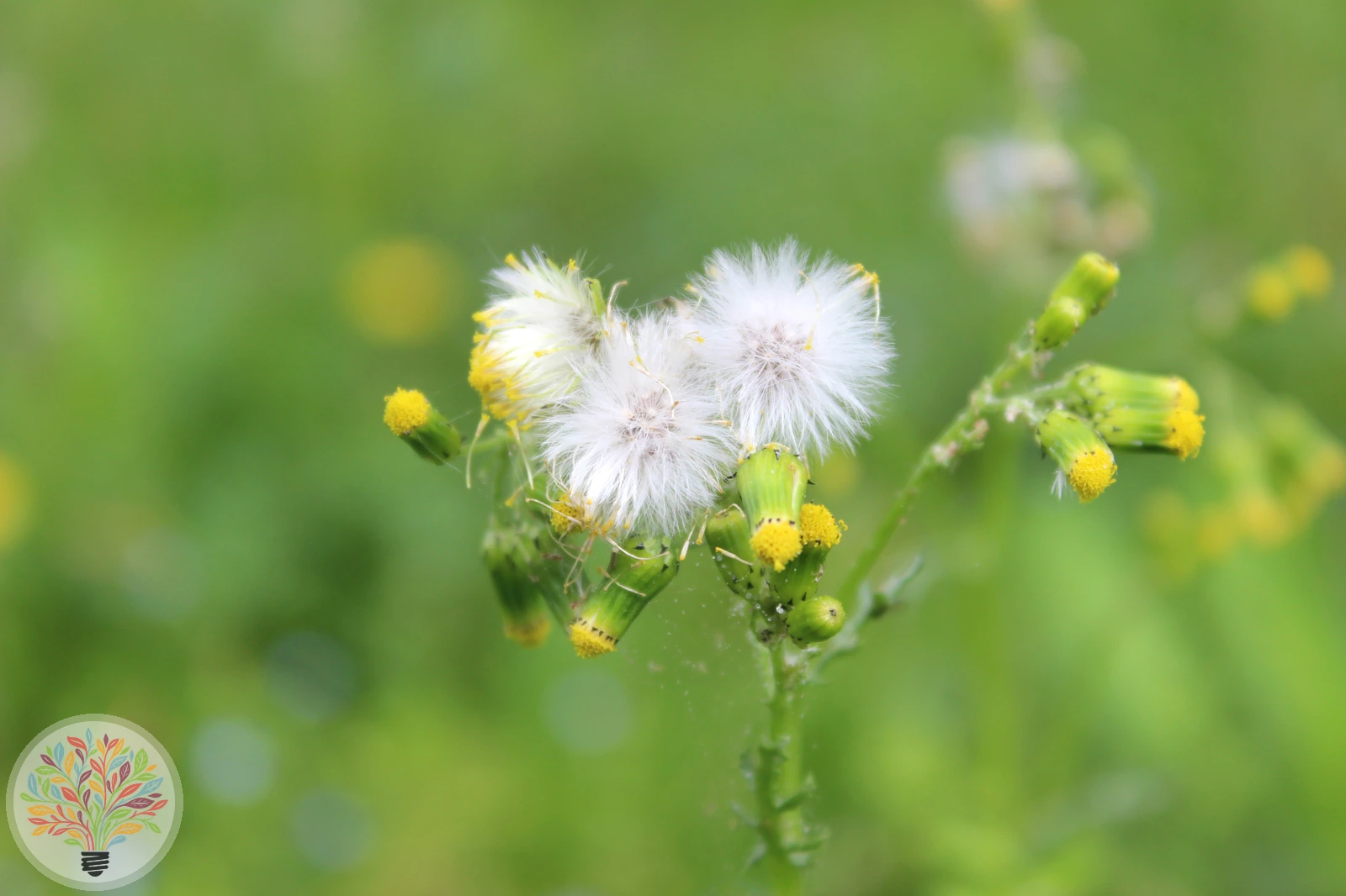 Gewöhnliches Greiskraut – Bild 2 von 4
