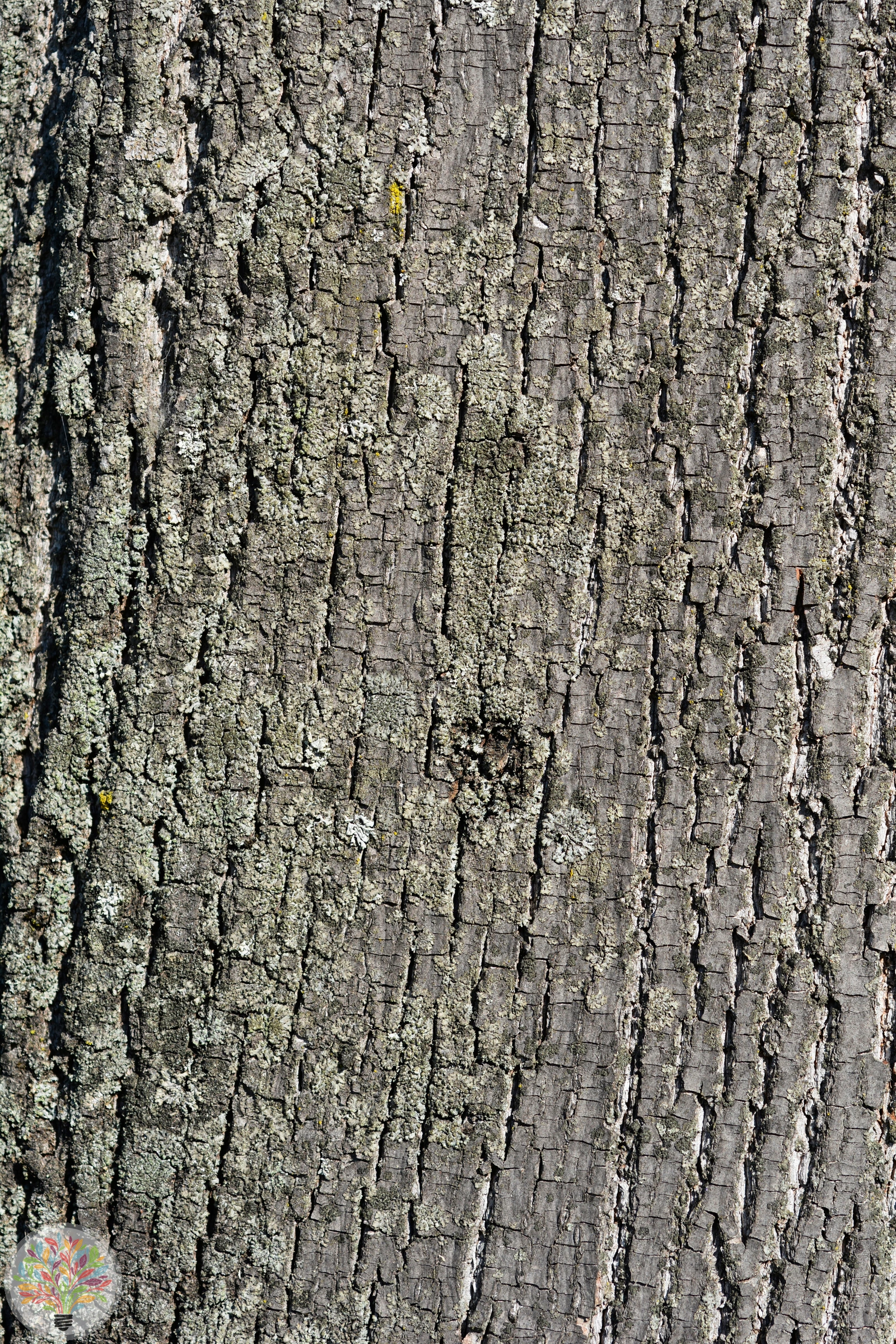 Tilia tomentosa – Afbeelding 5 van 5