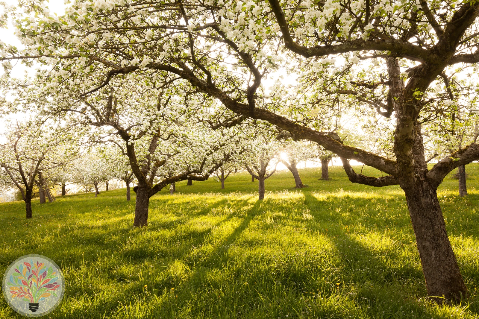 Malus domestica – Afbeelding 19 van 22