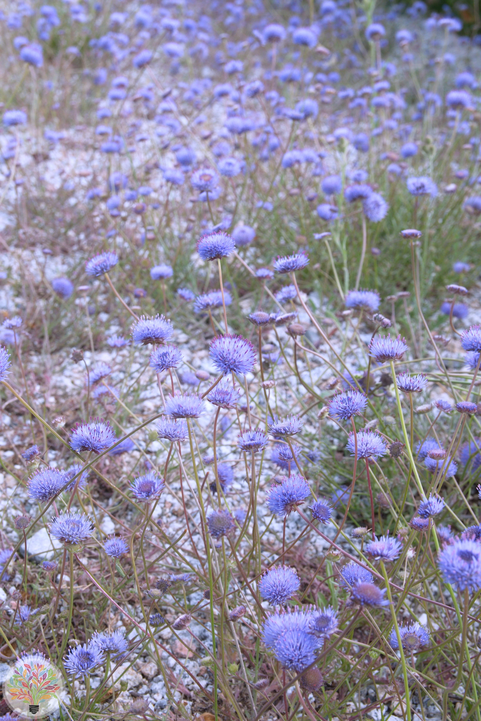 Ausdauernde Jasione