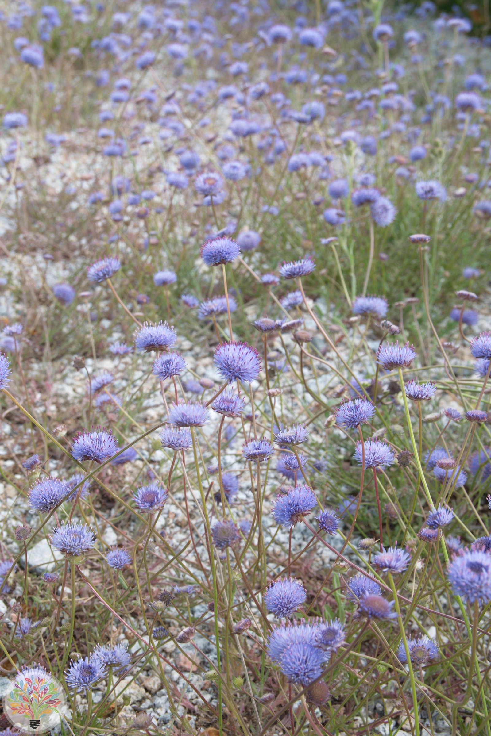 Berg-Jasione – Bild 3 von 4