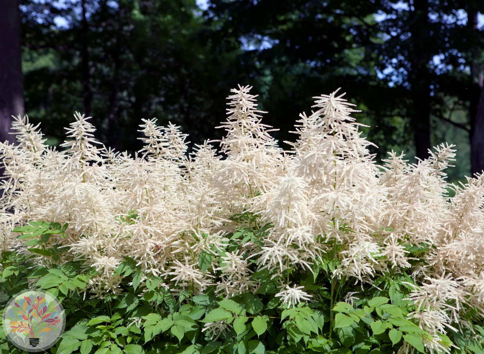 Wald-Geißbart – Bild
